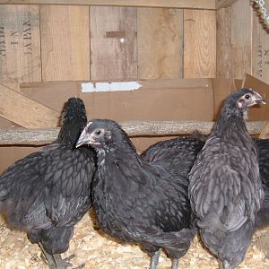 7 weeks. Far left: cockerel, middle: pullet?, right: pullet?