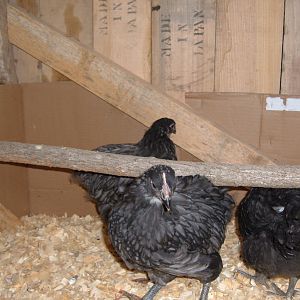 7 weeks.  Facing front: blue cockerel.
               Back: blue runt leaning pullet