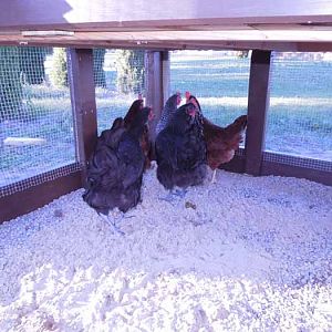 We put pea gravel and sand in the run. Of course, now they have dug and stirred dirt into all of it, but I really like the sand in there, helps it dry out quicker and keeps it from becoming a sloppy mess when it rains.