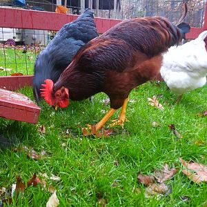 Black & White Orpingtons & Rhode Island Red