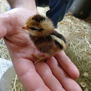 One of our little surprise banty chicks that mom hatched out hidden in our milk shed.