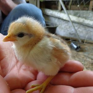 Another one of those surprise chicks. The only white one in the bunch :)