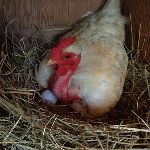 One of our three turkens, tryin to hatch out a golfball.