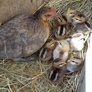 Our Banty Hen with her little surprise chickies. . :)