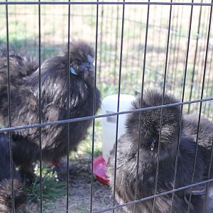 new black rooster and black pullet -- she's the one on the far right

got these at Nationals