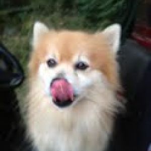 Seamus licking his chops, getting ready for his horse-feed snack!  Yummy!!!