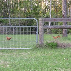 gate to chicken yard (was horse pasture)