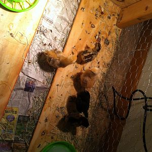 My husband decided we needed a more interesting flock. So we have three new recruits. Vivian, Gracie, and Lilly