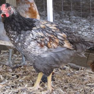 yep that would be Blue's