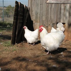 Young white rooster and pullets