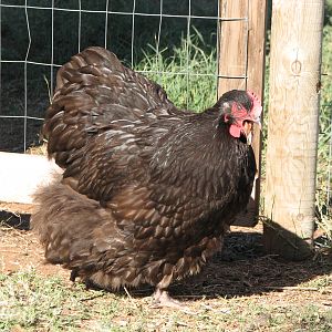 chocolate pullet