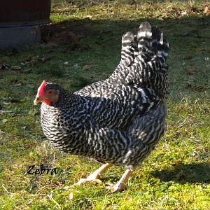 Zeebra as a pullet 5 months -  Plymouth Barred Rock

RIP Nov 2 2012 - (my favorite pet chicken)

Cheeky bird! Playful, energetic great flying bug catcher. Tons of energy and so much fun!
She loves people and will come when called my name. She is a biter and will "taste" everything.