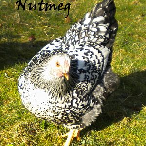 RIP - 3/5/2014  - had to be put down for complications of congestive heart failure at 2 1/2 years old.

Nutmeg at 5 months - Silver laced Wyandotte

Runt - lays tiny pale tan eggs. Eats like crazy and gets under shovel to get the first dibs.
Loud loud loud bird! Always vocalizing and complaining and making herself known. Caws like a seagull or crow more often than like a chicken. And "boop boop boop"s.
Sweet little thing. Curious. Not afraid to jump up on your lap or shoulder to get a treat or to see what is going on. Tough as nails no nonsense attitude.