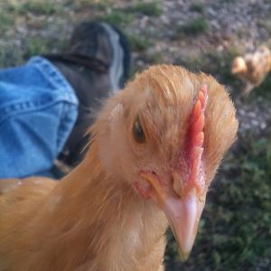 Strayfeather says hello!