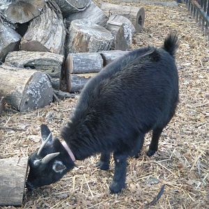 Baby with her cute pink collar (it looks a little tight because she has her winter coat).