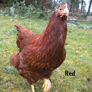 Red - Rhode Island Red - at about 6 months old

Red is the boss! Smart, cunning, brave. 
She sometimes comes when called, rarely "submits" to me (instead squats and tries to "crawl" away). 
The best layer! From day 1 she laid huge, beautiful, red/brown eggs consistently!
She is sweet, but if you make her mad... she will let you know it.
She will tolerate the neighbors' big dog (friendly as all get out) but will put him in his place with a peck on his nose if he gets too close.