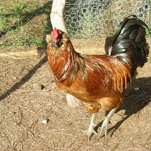 This is our other rooster who is named Foghorn.