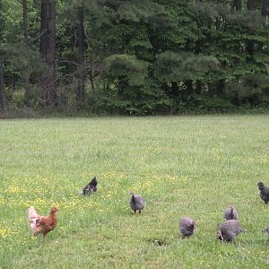 Tried to get a shot with the entire flock but then the Guineas got in the photo. This was back in May when they were all still growing.