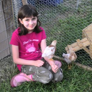 Our daughter playing with the baby brown hens. They were always running to her so she named them the Henny Penny fan girls.