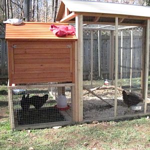 We immediately knew we wanted a bigger coop for more girls. So the tiny 3x3 'manufactured' coop will be replaced by the 4x6 foot coop!