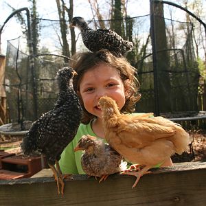 Vivienne with 2nd batch of girls. Dixie, Sky, Zelda and Roxie