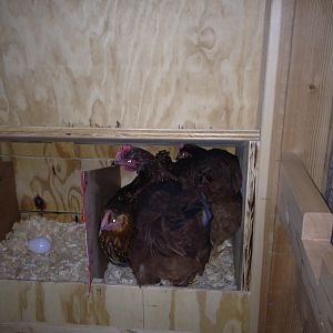 All 3 girls in one nesting box???!!!