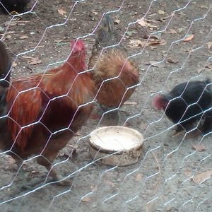 There is the lovely Bantam rooster we got to keep those 2 bantam hens company.  Chickens sure are hard to photograph with a cell phone.  Most of my pictures they all turned out blurry.  Future pics to be taken with a digital camera to eliminate this problem.