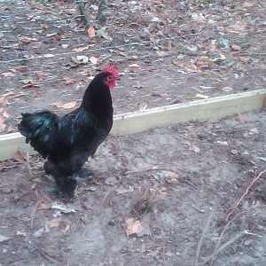 There is our Coshin Rooster.  He is about half the size of the Bantam rooster right now and is being bullied (but not harmed yet) by the larger rooster.  I will be asking advice on this issue later in a more detailed post in the forums.

Please, if you see or think these birds are other than the breeds i think they are speak up.  I'm new and only going by what I was told when I bought them.