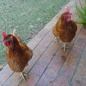 two greedy chooks