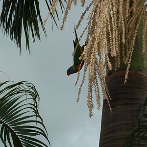 Lorikeets