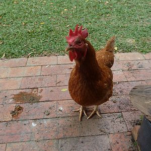 You look like you have food...