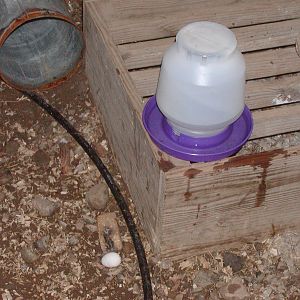 First egg found Saturday, Nov 3rd.The girls use their nipple waterers in the coop but they like to use their old brooder waterer when we let them out. It is sitting on the wood over the drainage for the frost free faucet. I noticed the egg about  minutes after I let them out.  It was cold so it must have been laid Friday.