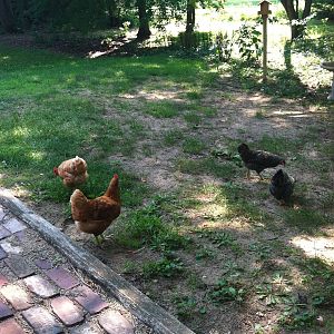 My big girls in the yard