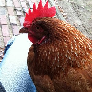 My big girl on my lap