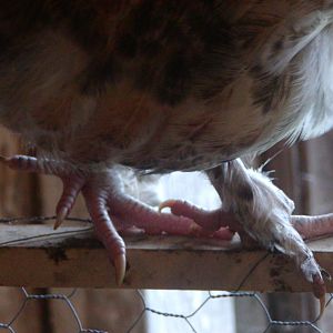 Anais 20 1/2 weeks - feet