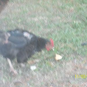 this is my other her whose feathers are coming out about 2 years old. they eat scratch, and laying feed and some grit. hers seems to be getting worse.also dry scaley legs.
