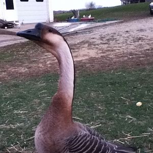 Percy