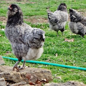 Our young Ameraucana hens