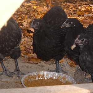 8 wks.  Left to Right: blue cockerel head cut out, black pullet (?), black pullet, runt blue pullet (?)
