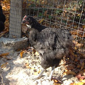 8 wks.  blue cockerel