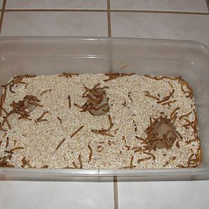 Mealworms - day one