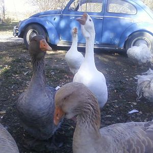My favorite VW, the one I drive everyday "dragonfly" and a few of my goose friends