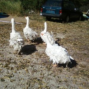 Four sebastopols, running away from me!  LOL  They are very sweet, but the most timid geese I own