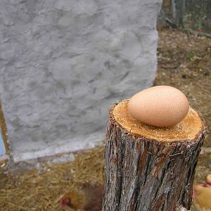 the golden egg, numero uno