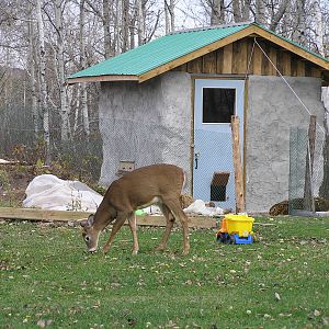 visiting white-tail