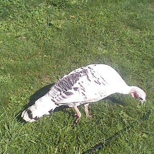 Gobbles was our 2012 pardoned turkey. Sadly, we lost her when she suffered a heart attack.