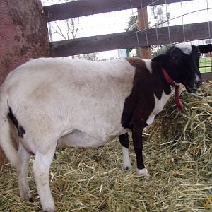 3 year old doper ewe.