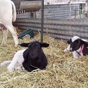 3 week old male and female doper lambs.