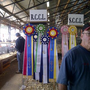 Rosecomb ribbons at the Rosecomb National in Fayetteville, Ar.