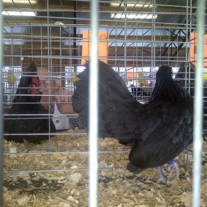 Pullet pacing her coop at Fayetteville, Ar.